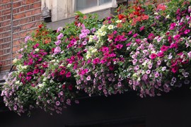 Petunije su kraljice balkona, a evo  kako da bujaju i cvetaju do jeseni