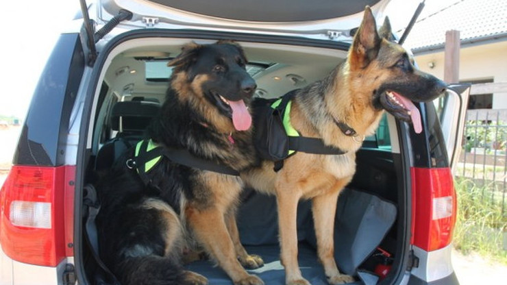 Duże psy w samochodzie