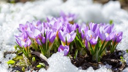 kiedy skończą się mrozy w polsce 2026? kiedy ocieplenie? pogoda długoterminowa imgw prognoza pogody