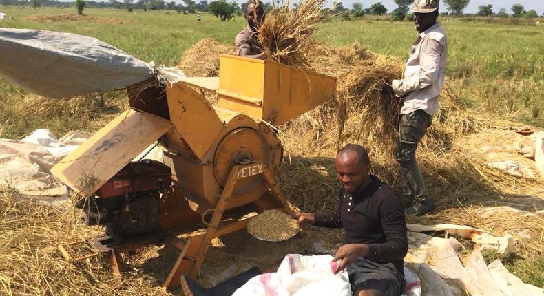 Nigeria has enough rice to last 2 years, says Enugu farmer. [NAN]