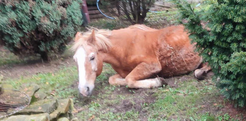 Była o krok od śmierci, a teraz jest jak dziki mustang. Inflacja rządzi w stajni