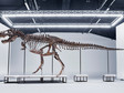 Szkielet tyranozaura po raz pierwszy do kupienia na aukcji w Europie