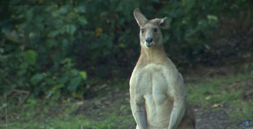 Gigantyczny kangur w Brisbane