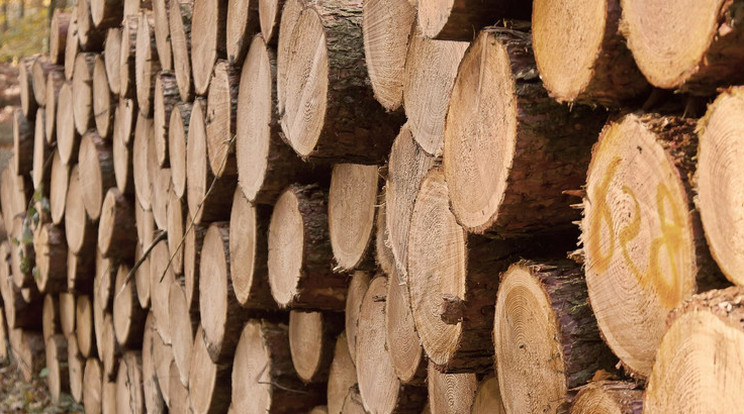 Zambó Péter államtitkár szerint a cél az akác faanyag hasznosításának elősegítése / Illusztráció: pixabay.com