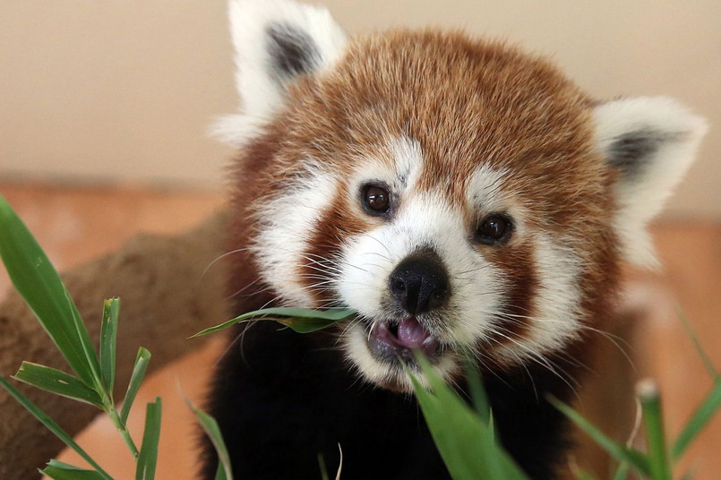 Nowo narodzona panda czerwona w Parku Zoologicznym Attica, na wschód od Aten