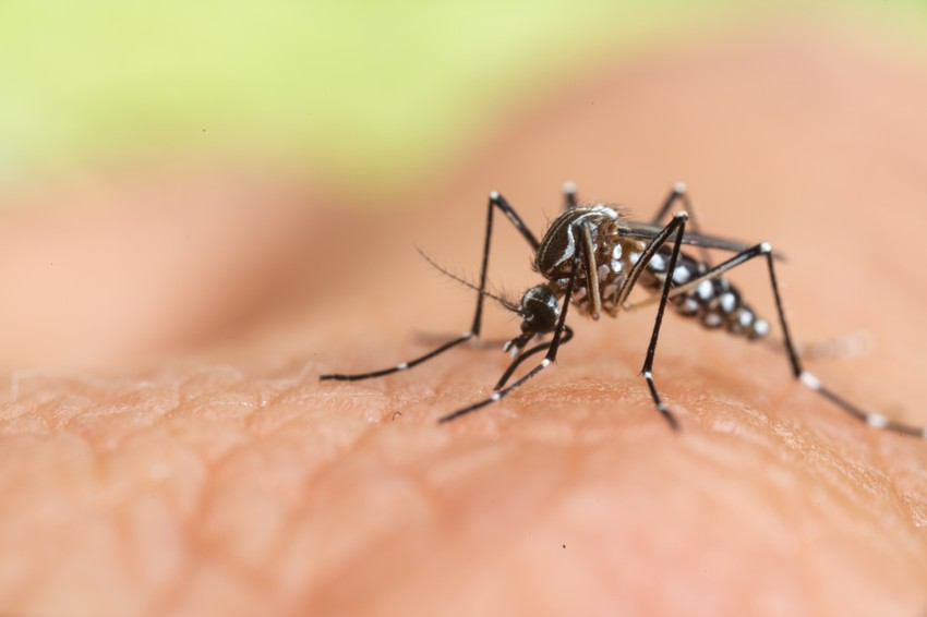Komarac aedes albopiktus