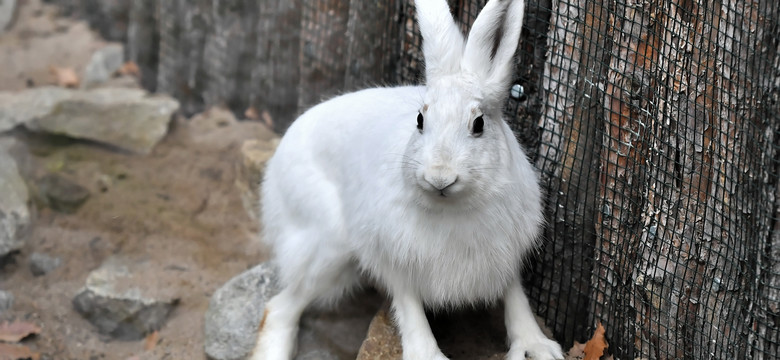 We wrocławskim zoo hodowane są zagrożone wyginięciem zające bielaki