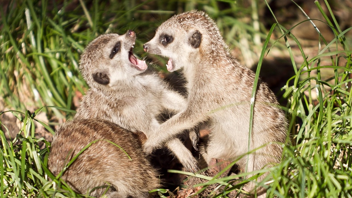 Trzy surykatki urodziły się we wrocławskim Ogrodzie Zoologicznym