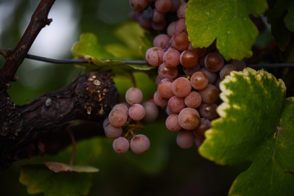 Vaša sledeća boca crnog vina mogla bi da potiče od semena grožđa koje je orbitiralo oko planete Zemlje: Tri sorte već su na putu ka svemiru