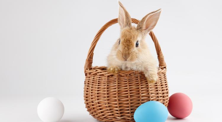 Nem mindenhol csak a nyuszi a húsvét sztárja Fotó: Getty Images