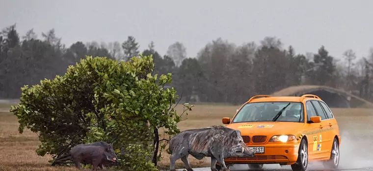 Uwaga na zwierzynę! Układ antykolizyjny nie uchroni nas przed wypadkiem