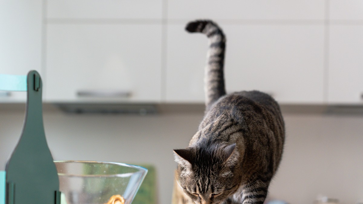 Evo zašto mačke kradu hranu sa stola