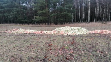 Góra marchwi i kapusty w lesie. Ekolodzy wstrząśnięci działaniem myśliwych