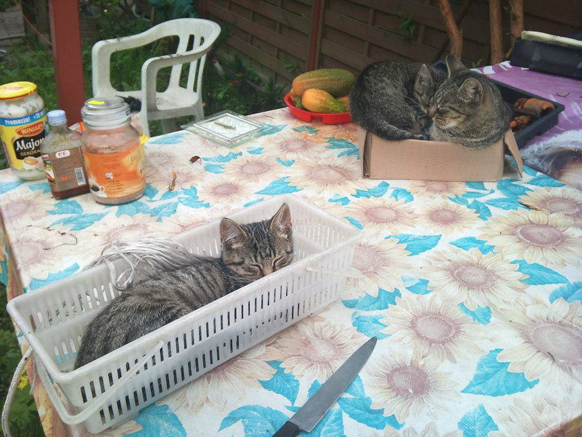 Koty na stole