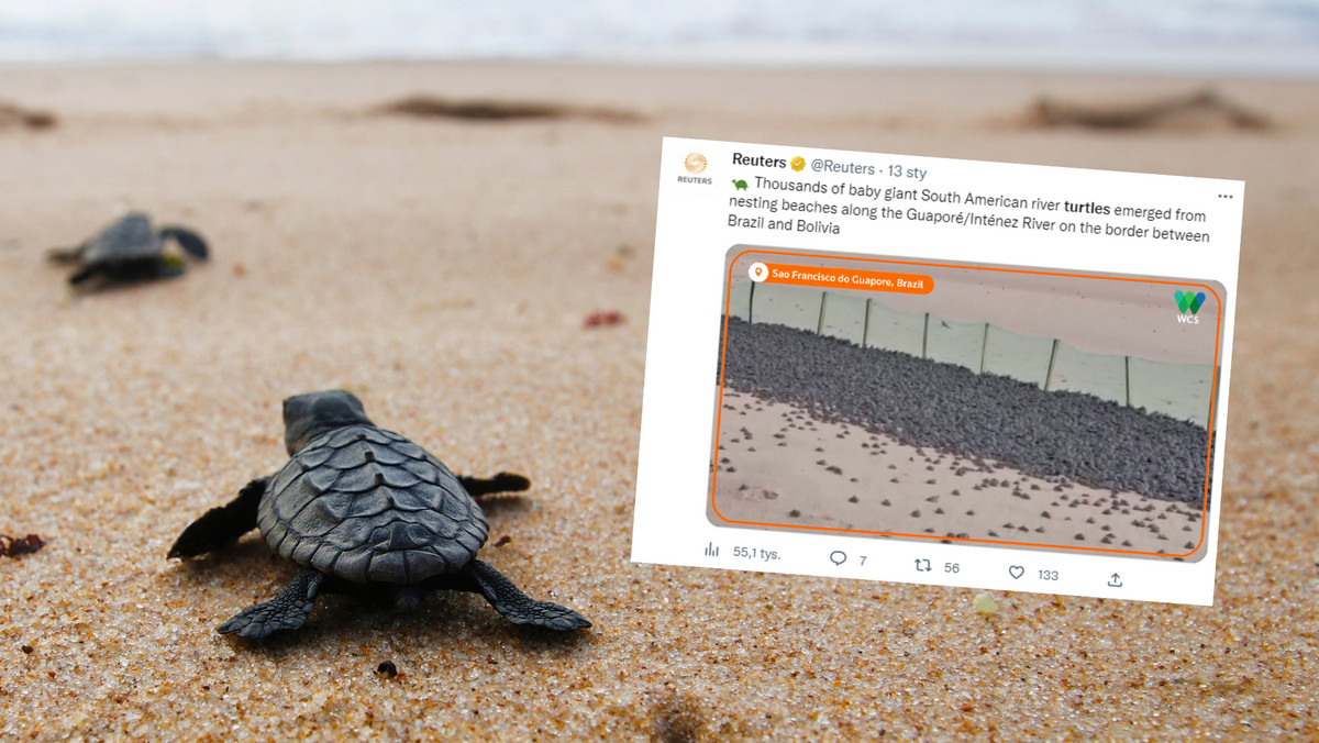 Tysiące żółwi morskich opanowało brazylijskie plaże. "Cud" [WIDEO] 