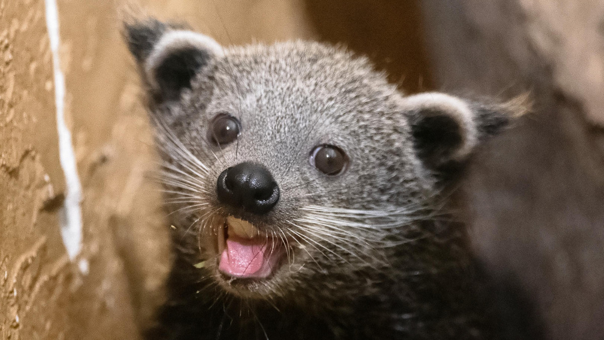 Koronawirus. Łódź: zoo prosi o pomoc dla swoich podopiecznych 