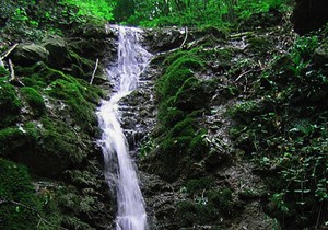 276238_nikl01rasfoto-nebojsa-raus