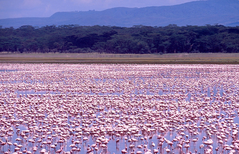 Nakuru, flamingi