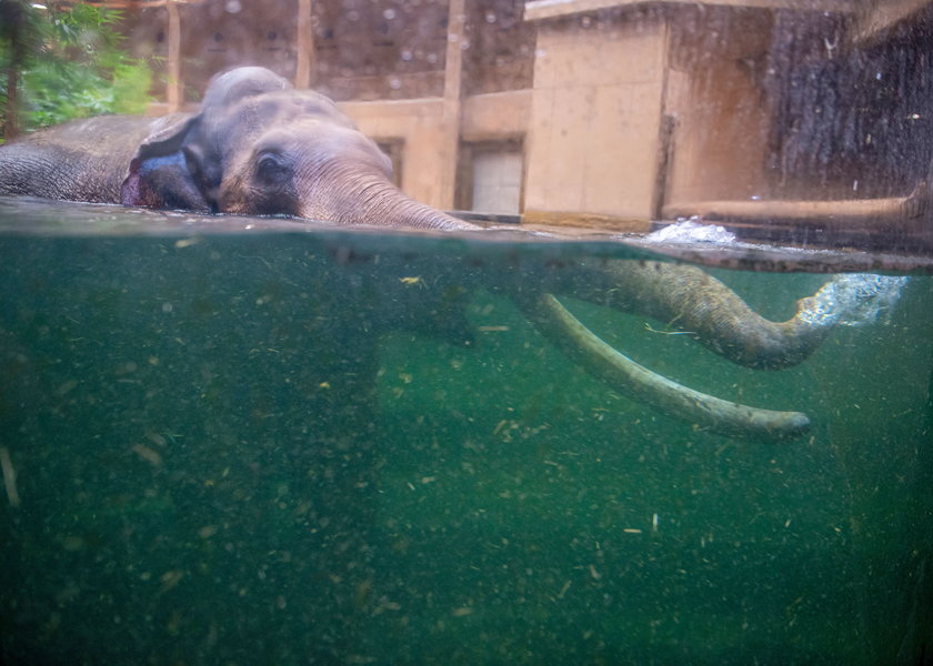Tak słoń Aleksander zażywa kąpieli