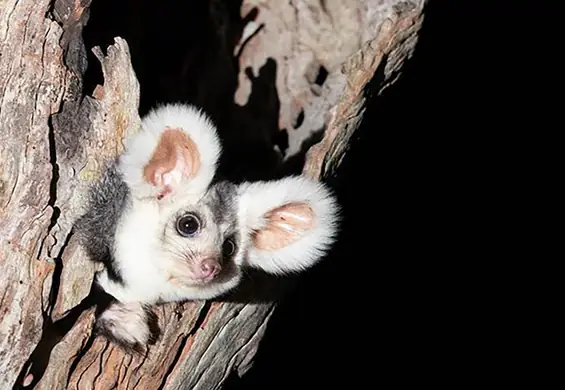 Gremliny rozrabiają w Australii? Naukowcy odkryli dwa nowe gatunki ssaka