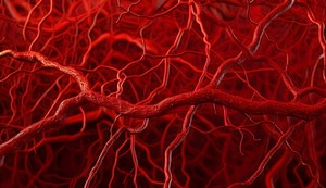 Kapilari upotpunjuju cirkulatorni sistem povezujući arterije sa venama 