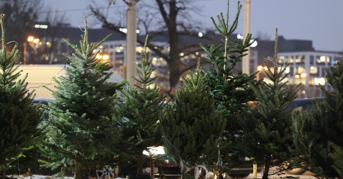 Ile wydamy na choinkę w tym roku? Sezon świąteczny w polskich domach już się rozpoczął. Oto ceny