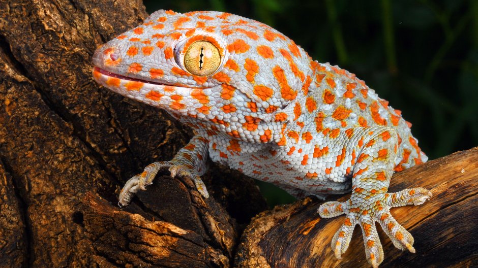 Gekkon gecko - asbtkb/stock.adobe.com