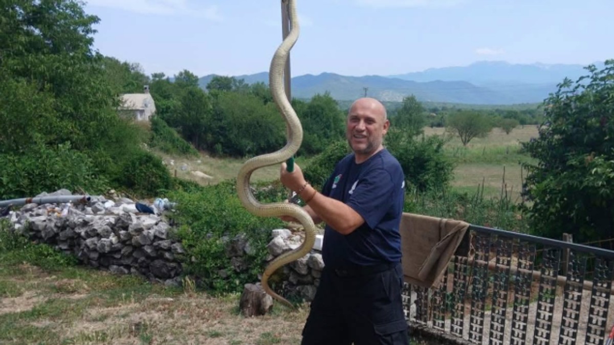 Mišo Pamučina