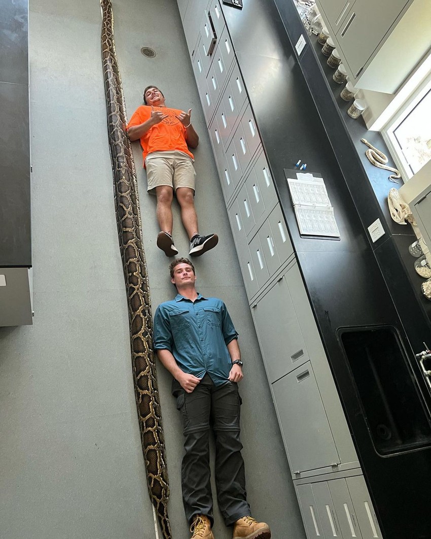 Ženka Burmanskog pitona