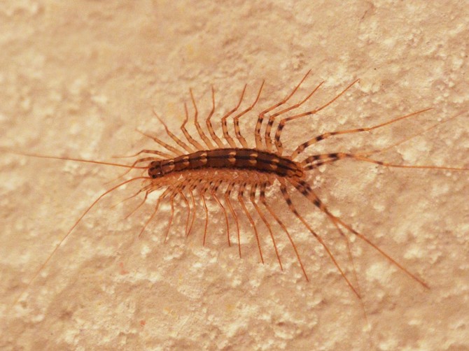 Stonoga