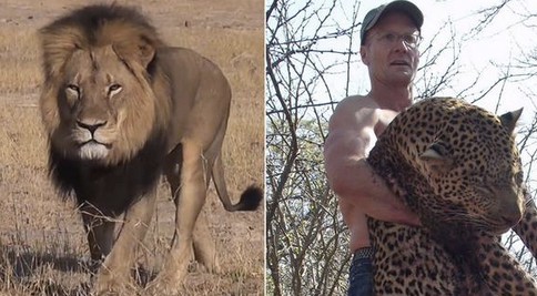 Walter Palmer i jego ofiara, lew Cecil