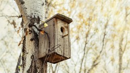 ostatni dzwonek na wyczyszczenie budki lęgowej dla ptaków. zaraz zaczyna się okres lęgowy