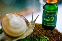 Kosmetyki ze ślimaków? To nie żart! Nowa moda idzie ze wschodu