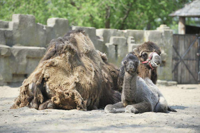 Wielbłąd w zoo