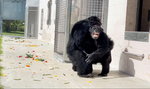 Uwolniona z laboratorium 28-letnia szympansica po raz pierwszy widzi niebo. Poruszające nagranie