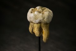 Zagadkowy człowiek z Denisowej Jaskini. Skamieniały ząb kolejnym elementem układanki