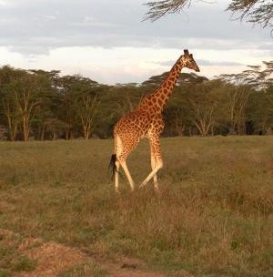 utazaskenya-d000000B2b3401827d527