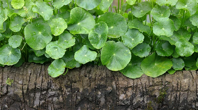 Bitter Kola: The 7 health benefits of this plant are incredible | Pulse  Nigeria