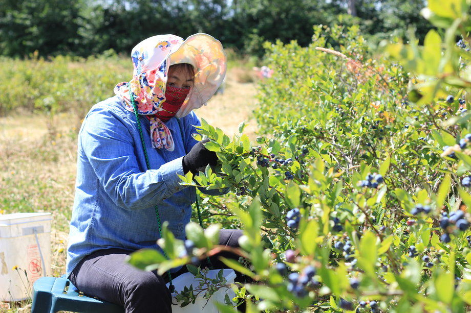 A blueberry picker picks fruit at Lohas Farms in Richmond, British Columbia, Canada on July 3, 2016.