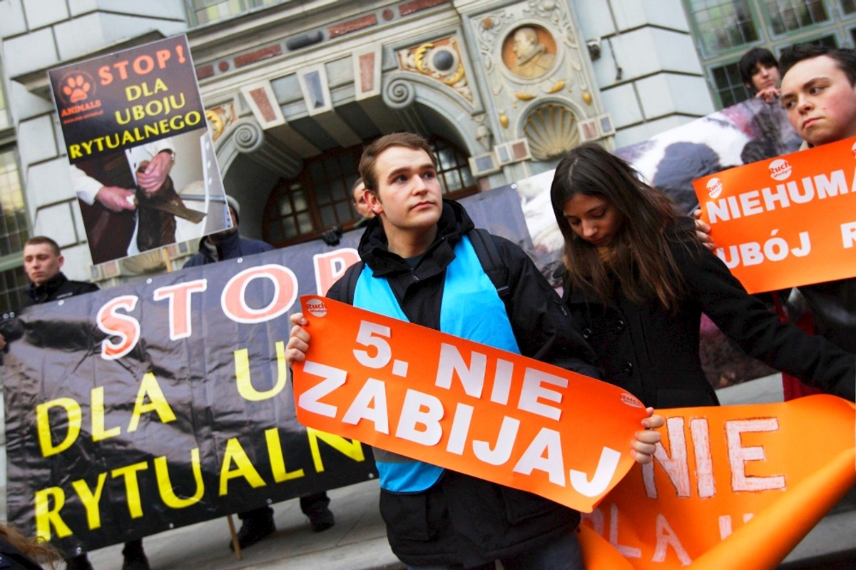 OTOZ Animals i Ruch Młodych Palikota protestują przeciwko ubojowi rytualnemu