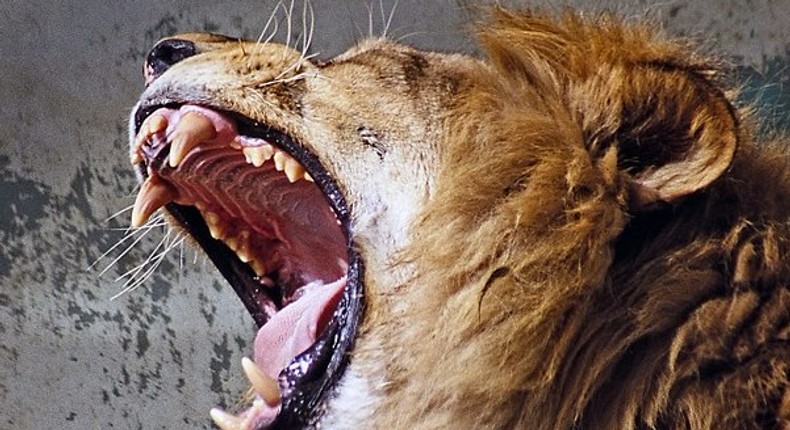 Пасть льва. Зубы льва. Пасть льва. Пасть льва. Пасть льва.