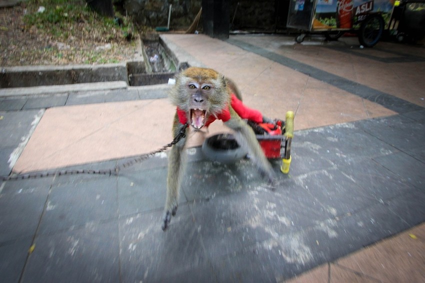 Opasni akrobata Boni