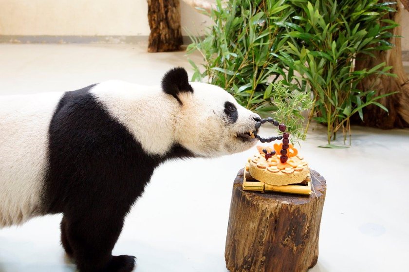 Ta panda udawała, że jest w ciąży, żeby mieć lepsze warunki