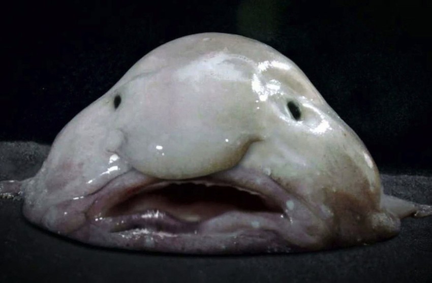 Riba-mehur je zvanično najružnija životinja na svetu