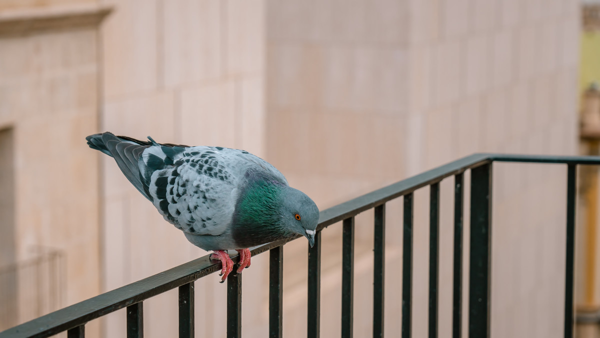 Co zrobić, by przepędzić gołębie z naszego balkonu? Znamy kilka sposobów