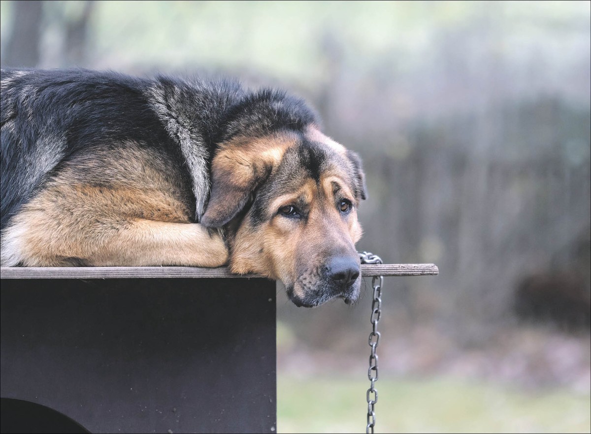 Pies na łańcuchu leżący na budzie