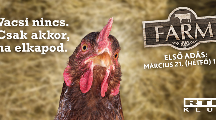 Ha az utcán szembetűnik velünk egy hatalmas tyúk vagy csirke, ne ijedjünk meg, hanem inkább nézzük március 21-től a Farmot az RTL Klubon! /Fotó: RTL Klub