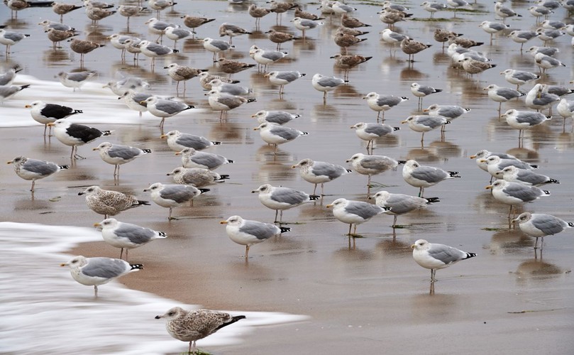 Mewy przy molo na plaży w Sopocie