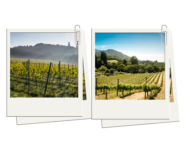 1. Plantacje winorośli w Małopolsce i Zielonej Górze - jak w słonecznej Toskanii