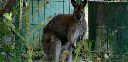 Kangurzyca była dziś...nad jeziorkiem Czerniakowskim